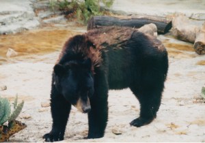 El Patron winter coat2